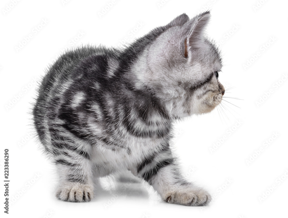 Obraz premium Pet kitten on the white background