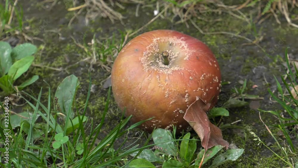 Rotten apple lying on the ground. Worms eat. 4K, UHD, 50p, Cinematic, Rotten apple lying on the ground. Worms eat. 4K, UHD, 50p, Cinematic,