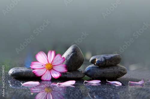 Black spa stones and pink cosmos flower isolated on green.