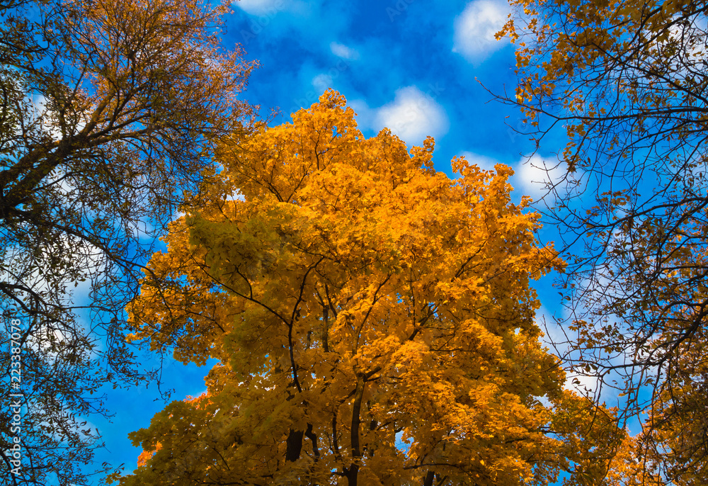golden maple tree on a blue autumn sky background