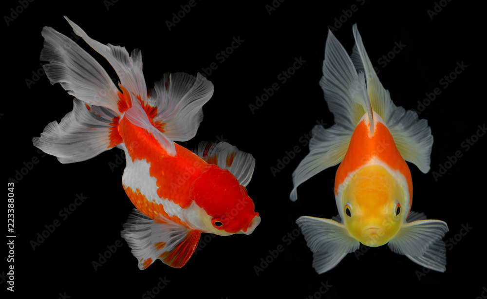 Naklejka premium Goldfish isolated on black background (fish)