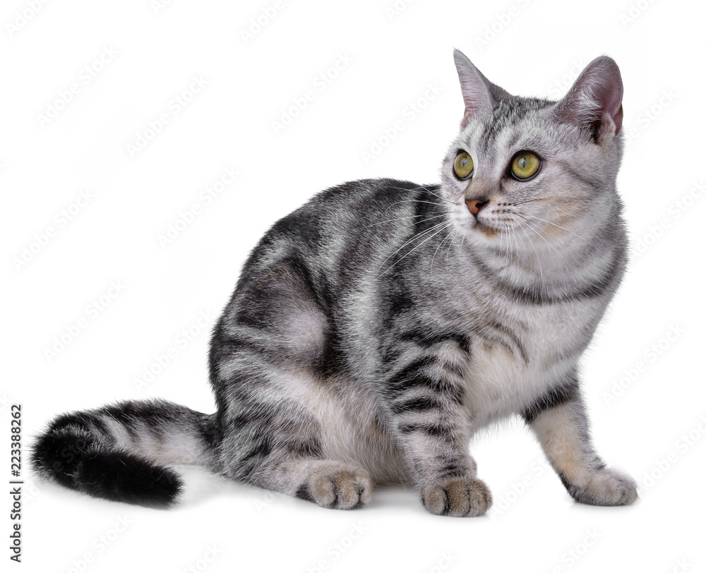 Obraz premium Kot na białym tle