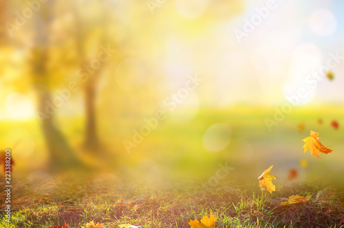 Beautiful landscape with yellow trees,green grass and sun. Colorful foliage in the park. Falling leaves natural background .