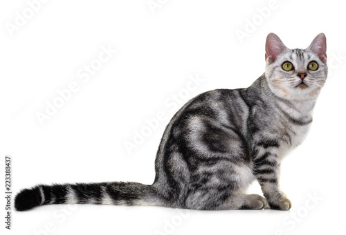 Cat on the white background