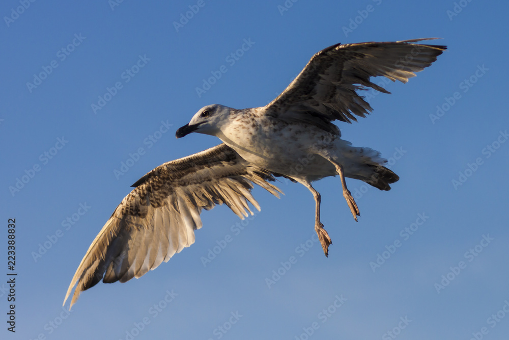 GAVIOTA ATERRIZANDO CON ALAS ABIERTAS