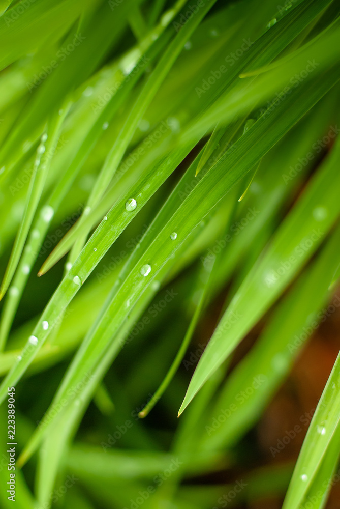 Don't mind if I Morning Dew Don't mind if I Morning Dew