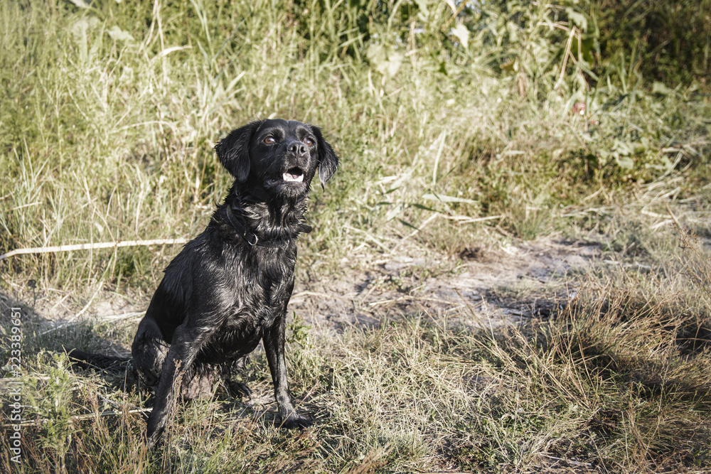 beautiful spaniel dog showing the tongue