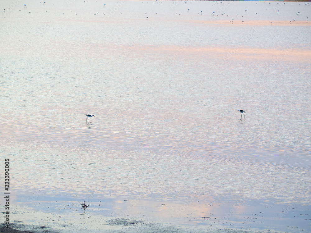 Shot of flamingos in a summer sunset at Granelli natural reserve park. Sicily, Italy