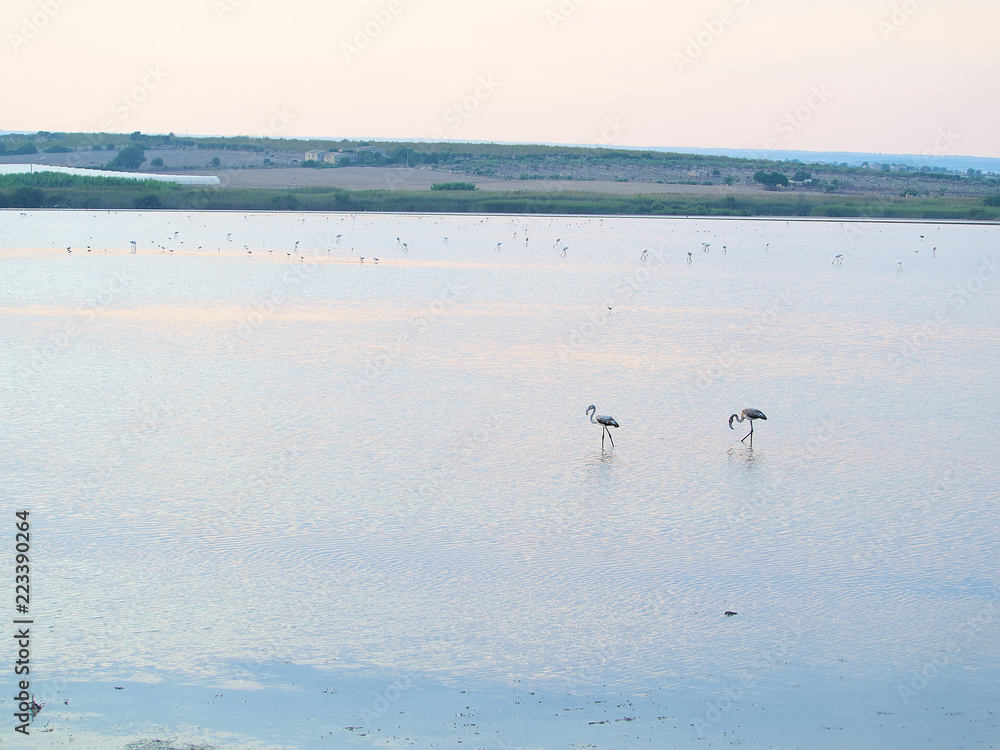 Shot of flamingos in a summer sunset at Granelli natural reserve park. Sicily, Italy