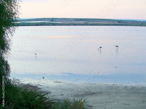 Shot of flamingos in a summer sunset at Granelli natural reserve park. Sicily, Italy photo