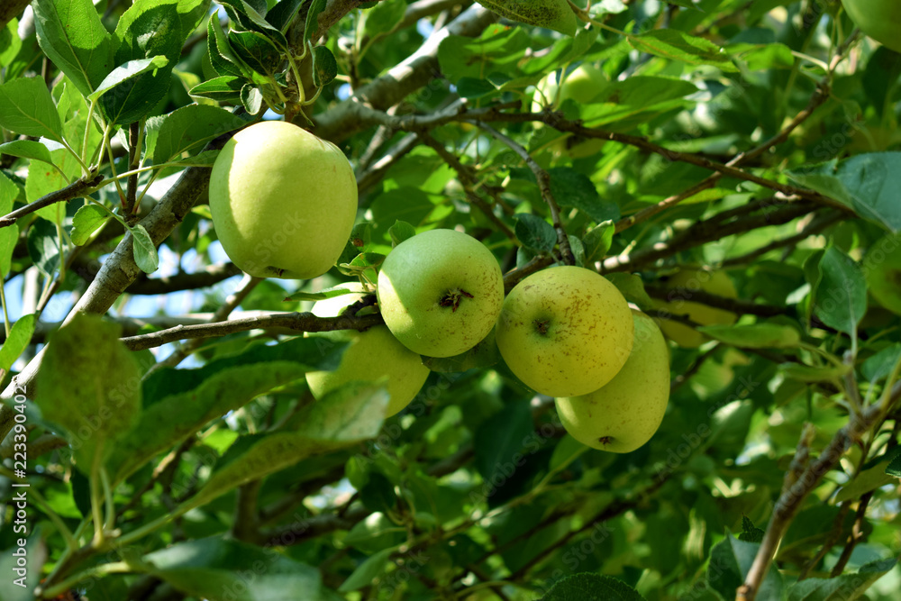 Green apples on a green apple tree