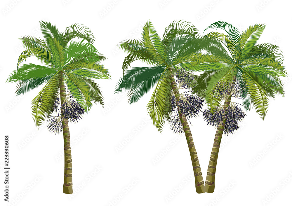 Acai palm tree (Euterpe oleracea). Realistic vector illustrations ...