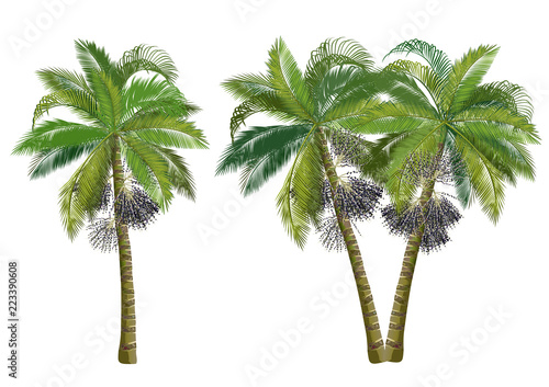 Acai palm tree (Euterpe oleracea). Realistic vector illustrations isolated on white background. photo
