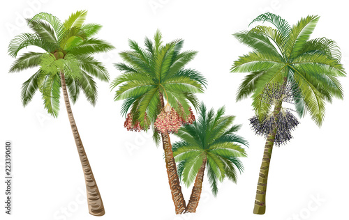 Coconut, date and acai palm trees with fruits. Set of realistic vector illustrations isolated on white background. photo