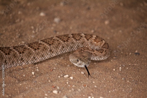 Close Up of Rattle Snake Head Over Sandy Ground