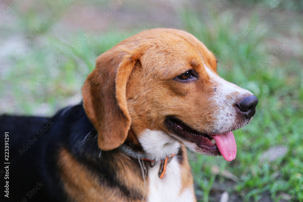 Portrait an adorable beagle dog sits on the green grass.