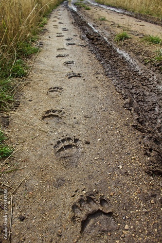 Black Bear Tracks Walking Down Muddy Dirt Road