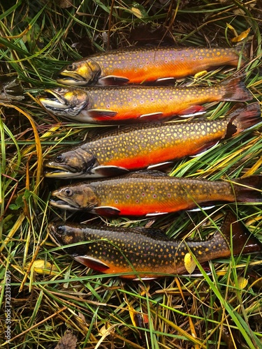 Row of Freshly Cau ght Brook Trout on Grass photo