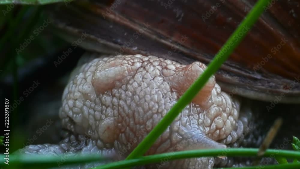 Extra close up, macro head of snail revealed Extra close up, macro head of snail revealed