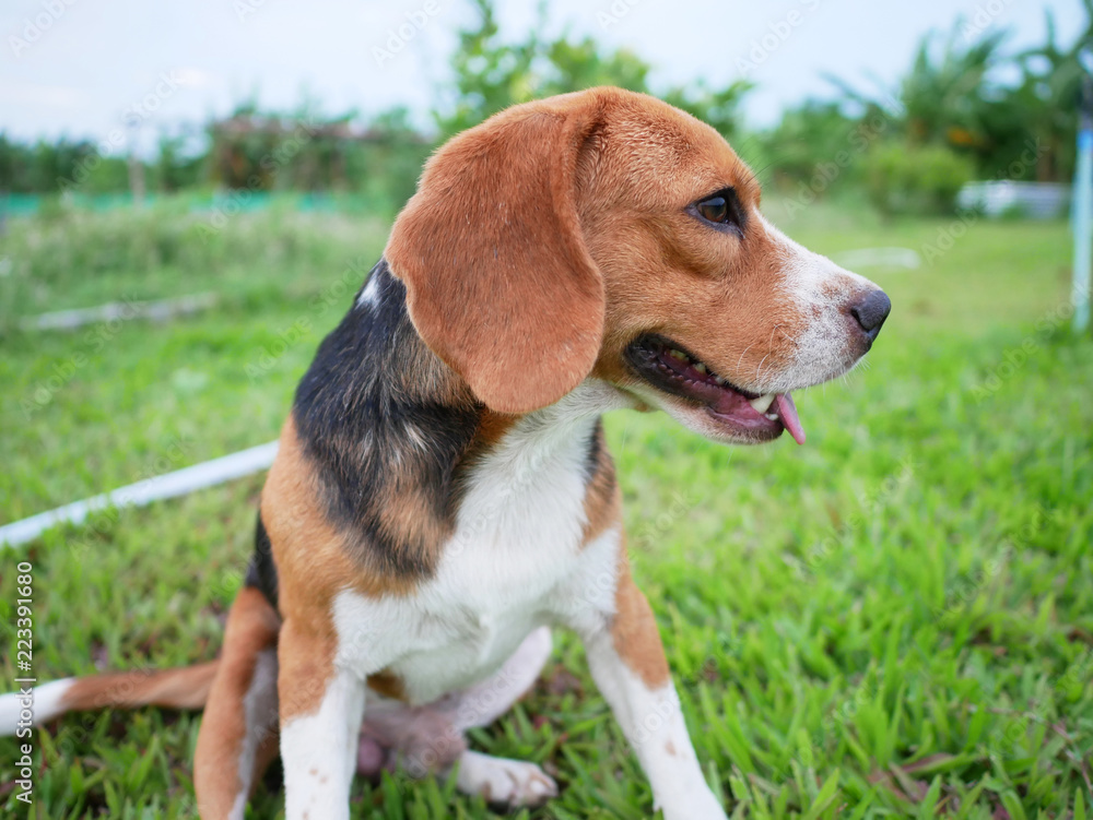 A cuet beagle dog sits on the green grass.