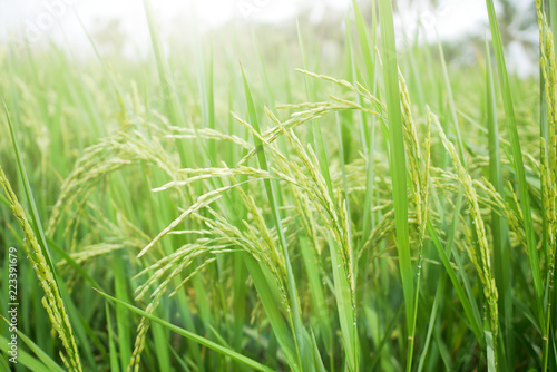 Close up of green paddy rice field.