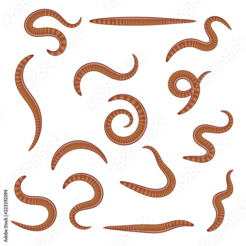 Set of earthworms in different positions on a white background. Isolated insects. Collection of dung worms. Vector illustration