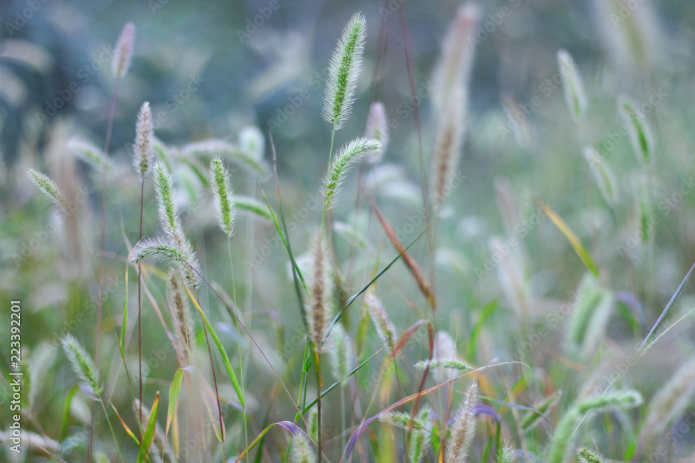 Field of grass with green stems.