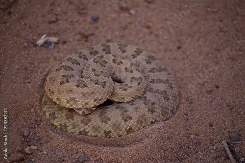 Rattle Snake Coiled in a Defensive Position with its Head Under its Body © Dan