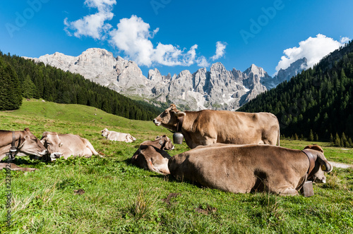 Trentino, mucche al pascolo photo