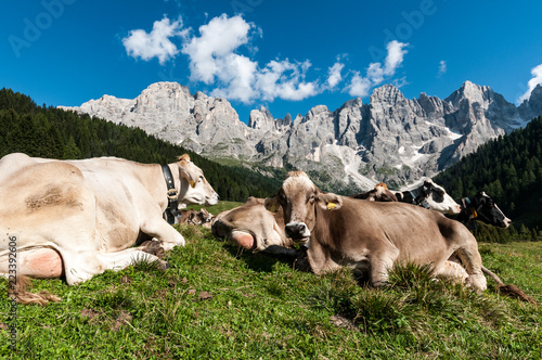 Trentino, mucche al pascolo photo