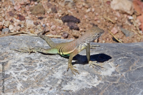 Greater Earless Lizard Basking on Rock on Sunny Day photo