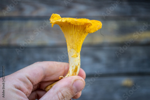 One fresh orange Chanterelle (Cantharēllus cibārius) mushroom in the men's hand close-up.