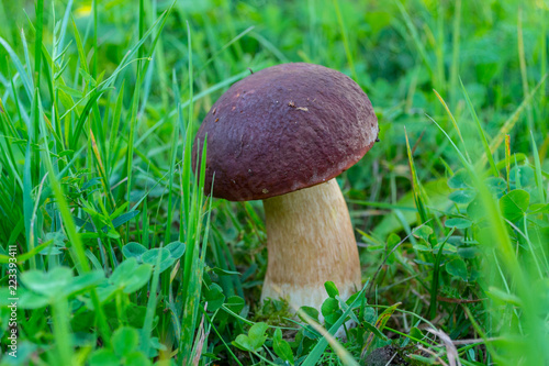 One wild beautifull porcini mushroom growing in a forest. Brown boletus edulis among the grass.
