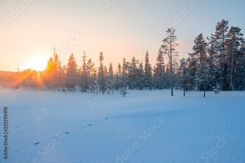 Edge of the Winter Northern Forest and the Sunset Behind the Pines