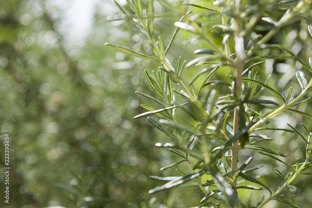 Fototapeta premium Rosemary in herb garden