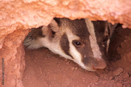 A Badger Peers Out of Burrow of Red Soil