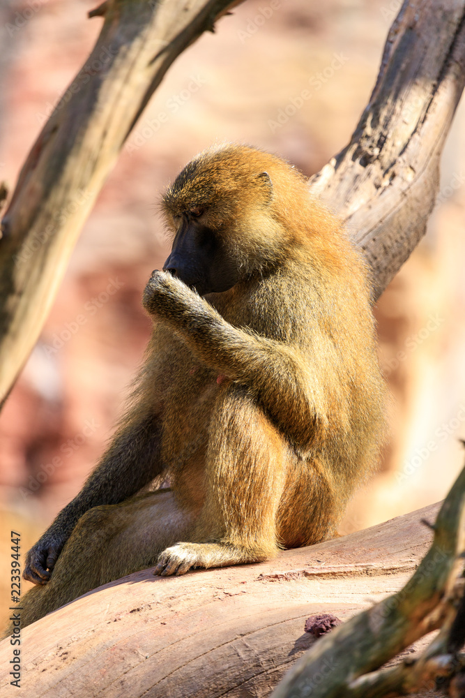 Obraz premium eating baboon