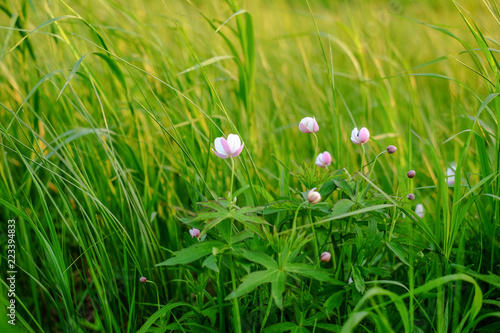 Beautiful and unusual wildflowers among green grass