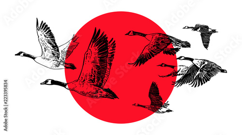 Flying flock of wild geese on a red sun background. Hunting club design. Vector sketch.