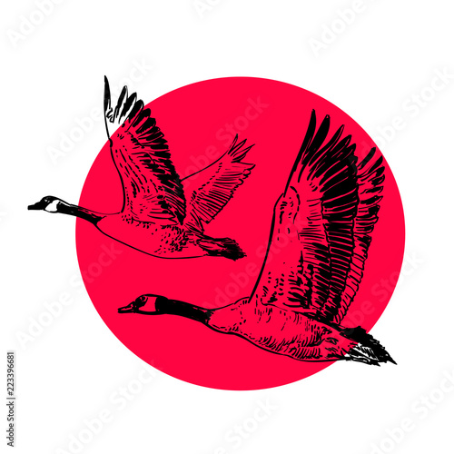 Two wild geese on a red sun background. Sketch style hand drawn vector illustration