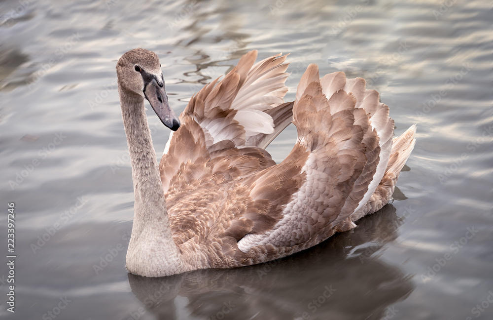 Fototapeta premium one young swan with broun feathers