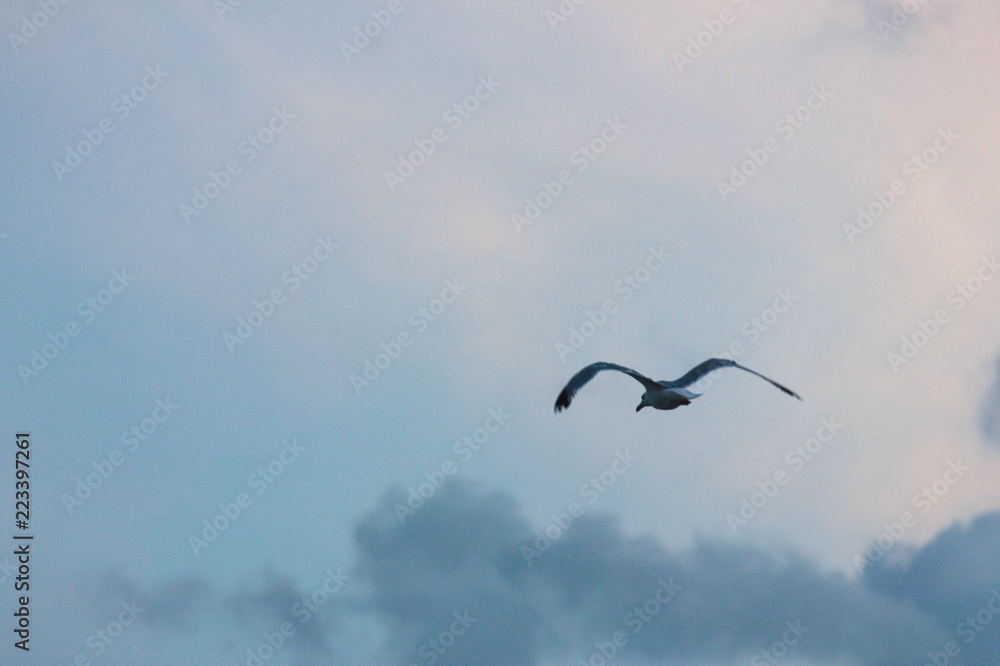 Seagull flying through sunset clouds Seagull flying through sunset clouds