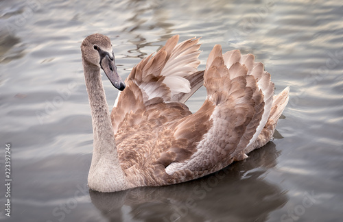 one young swan with broun feathers