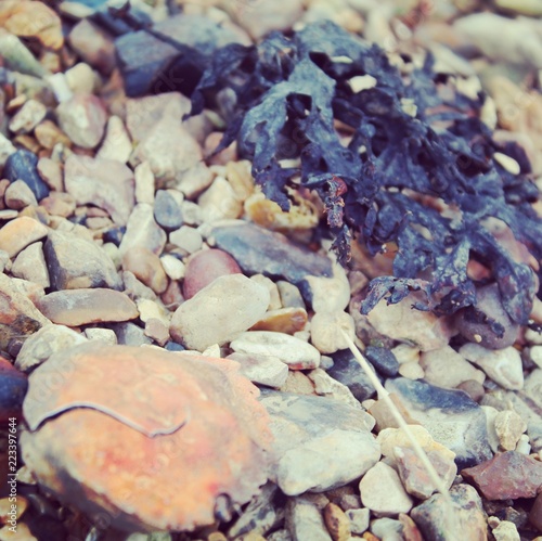 crabshell and seaweed photo