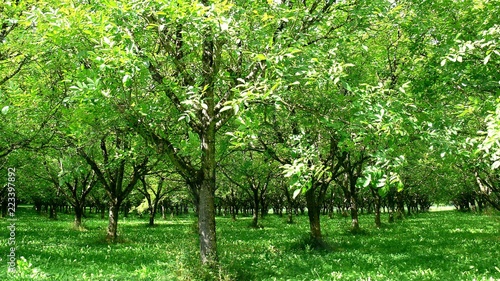 Walnut plantation in the Perigord, France