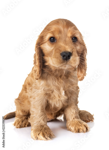 Naklejka puppy cocker spaniel