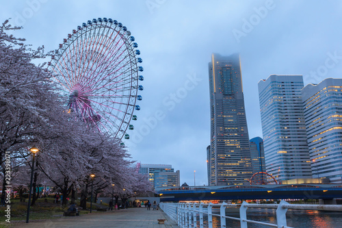 Spring scenery of Yokohama Minatomirai Bay area at sunset twilight with Sakura cherry blossom  Japan