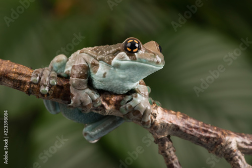 Mission Golden-eyed Tree Frog (Trachycephalus resinifictrix)/Mission Golden-eyed Tree Frog perched on thin branch