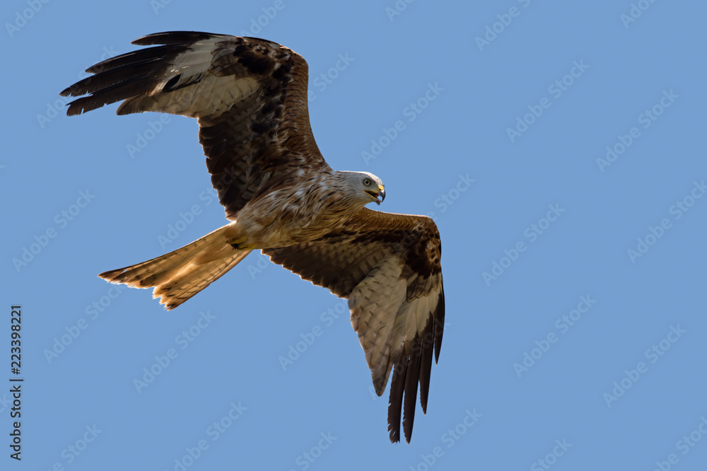 Fototapeta premium Red Kite (Milvus milvus) / Red Kite latające przez czyste, błękitne niebo latem