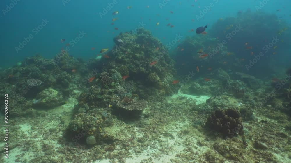 Fish and coral reef at diving. Wonderful and beautiful underwater world with corals and tropical fish. Hard and soft corals. Philippines, Mindoro. Diving and snorkeling in the tropical sea. Fish and coral reef at diving. Wonderful and beautiful underwater world with corals and tropical fish. Hard and soft corals. Philippines, Mindoro. Diving and snorkeling in the tropical sea.